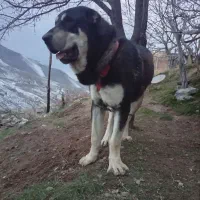 سگ پژدر سرابی عراقی