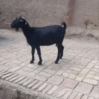 میش بز و بزغاله