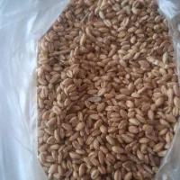 فروش گندم پیشگام