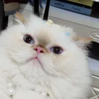 گربه