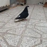 پنج عدد ساده
