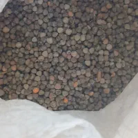 فروش ۵۰۰ کیلو گلینه یا گاودانه