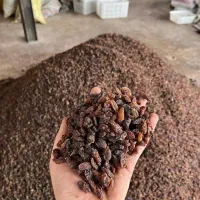 یمیش عمده یمیش عمده