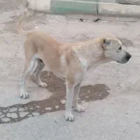 سگ گمشده|حیوانات|سیروان, |دیوار