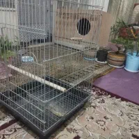 قفس بزرگ طوطی