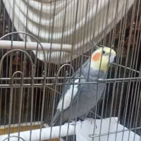 عروس هلندی همراه با قفس و تمام چیزها