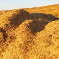 کاه سیاه دانه