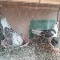 کبوتر پرشی ۲جفت بالغ/ ۴ تا جوجه
