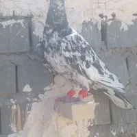 کبوتر سرور نر و ماده.یه ماده شامی