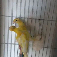 قناری جیبوس