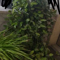 گل هویا