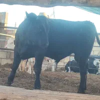 گوساله جوانه بذری تخمی مونت