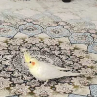 جفت عروس هلندی مولد