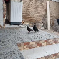 کله ماستی  عتیقه