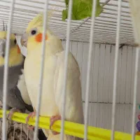 عروس لوتینیو ماده