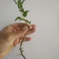 نشا نعنا فلفلی ریشه لخت