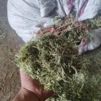 ینجه|خوردنی و آشامیدنی|نورآباد, |دیوار