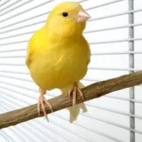 قناری رسمی سوپر