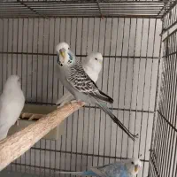 مرغ عشق انگلیسی جوجه و دم بلوغ رنگ خاص