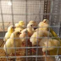 جوجه گوشتی