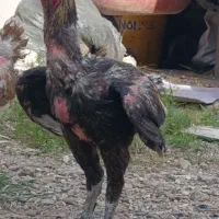 جوجه ۹ ماه لاری اصیل