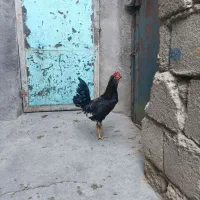 فروش دو عدد خروس گلین