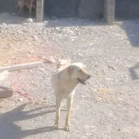 پژدر|سگ|بدره, |دیوار