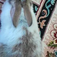 خرگوش گم شده