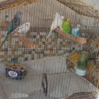 فروش مرغ عشق