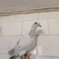 کبوتر|پرنده|تربت‌حیدریه, پائین ولایت|دیوار