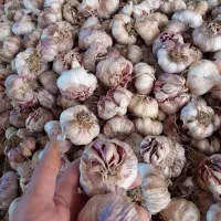 سیر خندان