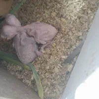 شاه طوطی