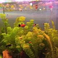 فروش گیاه اکواریمی و میگو