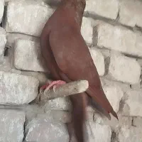 سرخ