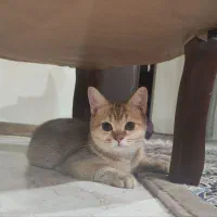 بریتیش گلد کد ۱۱ هشت ماهه