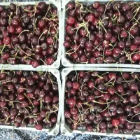گیلاس تکدانه