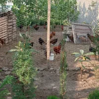 فروش خروس جوان