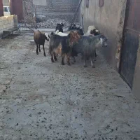 چندراس بز کشتاری