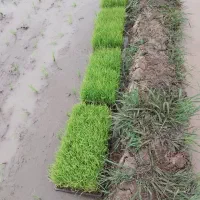 تم بیجار باکس