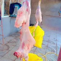 گوشت بره تازه