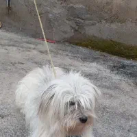 پاکوتاه ماده