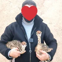 فروش جوجه شترمرغ با آموزش و پشتیبانی کامل