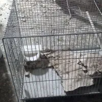 قفس بزرگ درحدنو مفت