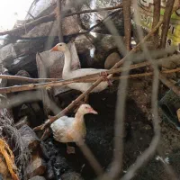 غاز مرغ اوردک خارجی