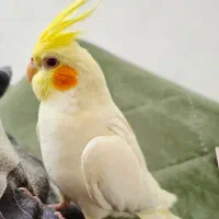 عروس هلندی نر سخنگو بیش از ۱۰ کلمه