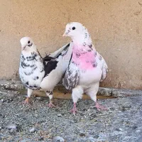 چند جفت کبوتر دهن جور ساعت سنگین