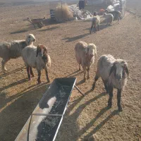 میش آبستن|حیوانات مزرعه|شیراز, کوشک بیدک|دیوار