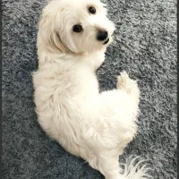 دنی یه پسر بازیگوش و آرومه نژاد شیتزو تریر