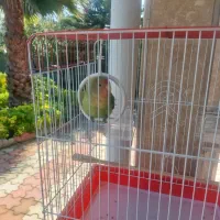 طوطی برزیلی صورت هلویی اهلی