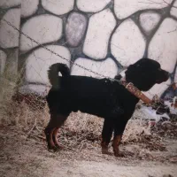 روتوایلر ۳ ساله نر